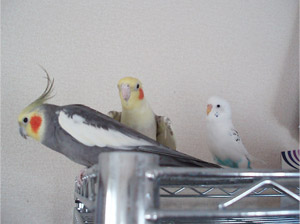 オカメインコ