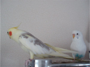 オカメインコ