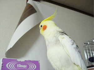 オカメインコ