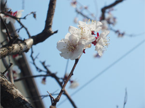 アンズの花