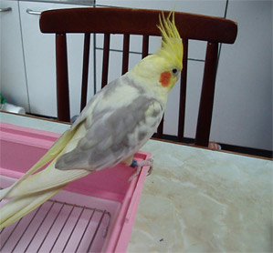 オカメインコ