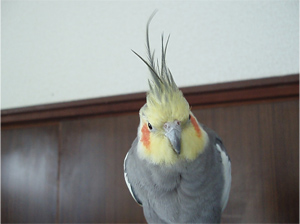 オカメインコ