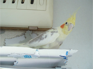 オカメインコ