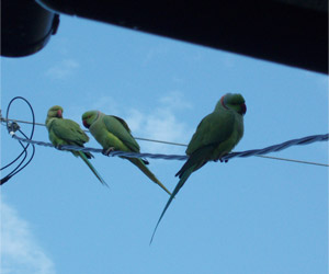 ワカケホンセイインコ