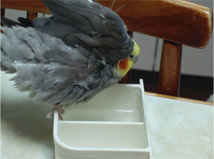 オカメインコ