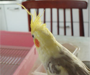 オカメインコ