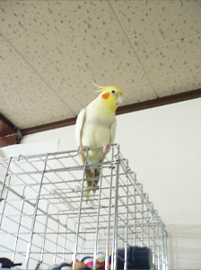 オカメインコ