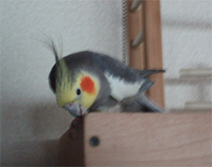 オカメインコ