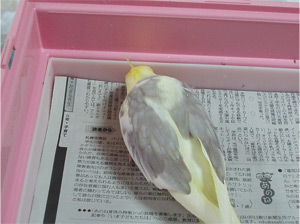 オカメインコ