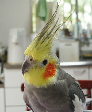 オカメインコ