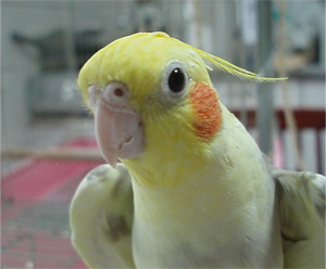 オカメインコ