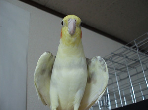 オカメインコ