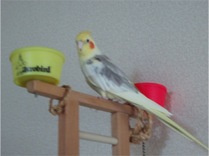 オカメインコ