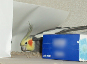 オカメインコ