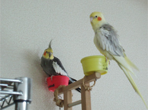 オカメインコ