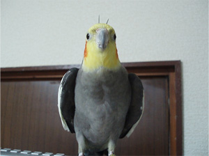 オカメインコ