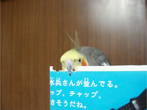 オカメインコ