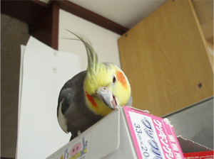 オカメインコ