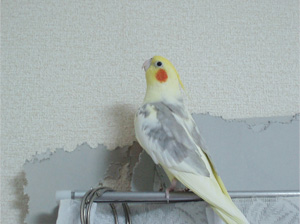 オカメインコ