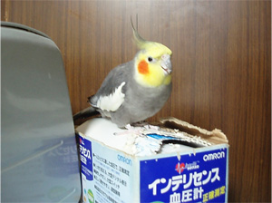 オカメインコ