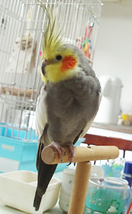 オカメインコ