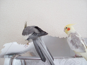 オカメインコ