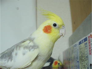 オカメインコ