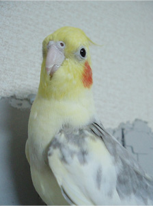 オカメインコ