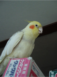 オカメインコ