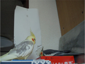 オカメインコ