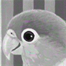 サムネイル：シロハラインコ