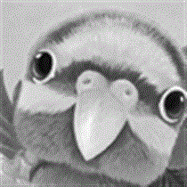 サムネイル：キボウシインコ