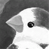 サムネイル：ジュウシマツ