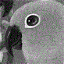 サムネイル：コガネメキシコインコ