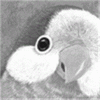 サムネイル：オキナインコ