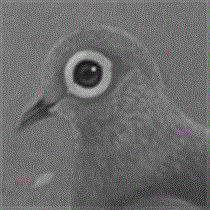 サムネイル：ウスユキバト