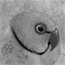 サムネイル：ホンセイインコ