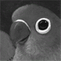 サムネイル：ボタンインコ