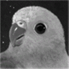 サムネイル：テンニョインコ