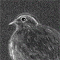 サムネイル：ウズラ