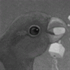 サムネイル：ヒインコ