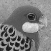 サムネイル：ナナクサインコ