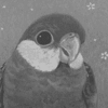 サムネイル：ココノエインコ