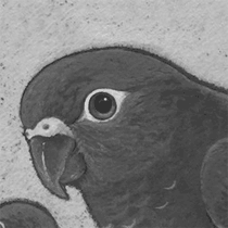 コセイガイインコ