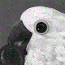 companion200910_t.gif