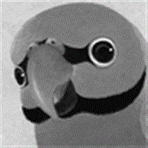 companion201011_t.gif