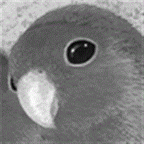 companion201204_t.gif