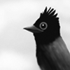 サムネイル：６月・サンコウチョウ