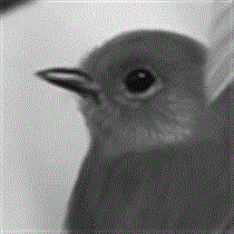 サムネイル：１２月・ジョウビタキ