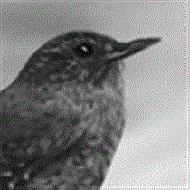 サムネイル：２月・ミソサザイ